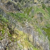 Plants: image 144 Of 180 Thumb